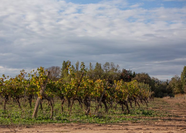 OENORANDO® ENTRE CANAL DU MIDI ET VIGNOBLE